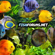 Fish Forum icon