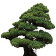 Bonsai Pl... icon