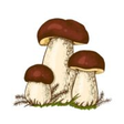 Mushroom ... icon