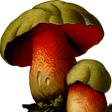Fungivers... icon