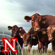 UNL BeefW... icon
