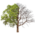 GROW or DIE icon