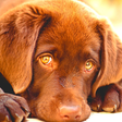 Doggy Dog... icon