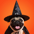 The Pet C... icon