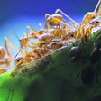 AntsCanada icon