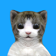 VIDICAT icon