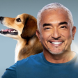 Cesar Millan icon