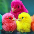 MURGI CHICKS icon