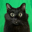 OwlKitty icon