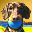 Crusoe th... icon