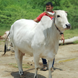Jitu Revo... icon