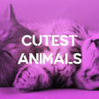 Cutest An... icon