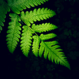 Nature loop icon