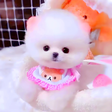 Cute Animals icon