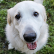 Funny Dog... icon