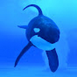 EchoBeluga icon