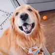 PetsOnly icon