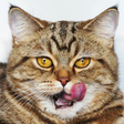 Funnycats... icon