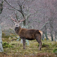 Braemar M... icon