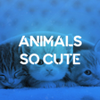 Animals S... icon