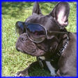 Funny Eve... icon