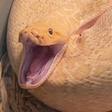 SnakeHunt... icon