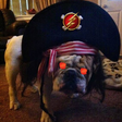 Pirate Dog icon