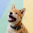 Tofupupper icon