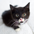 TinyKitte... icon
