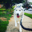 Zeus The ... icon