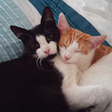 Tom and Mimi icon