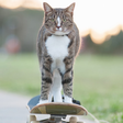 CATMANTOO icon
