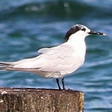 LizNm icon