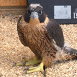 Lady Hawk icon