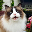 Xiedubbel icon
