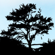 SCENIC VI... icon