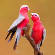 BIRDS 360 icon