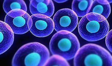 The use of stem cells to repair damaged spinal cord tissue icon