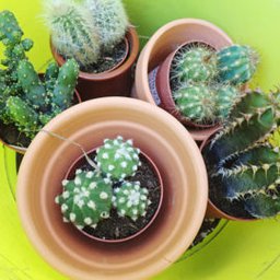 Potting P... icon
