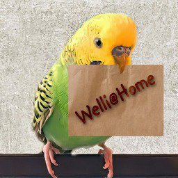 Welli@Home icon