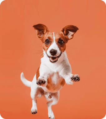 Best Dog Wellbeing Blogs & Websites