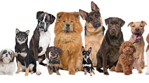 Best Dog Wellbeing Blogs & Websites